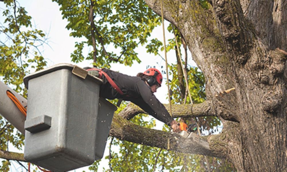 JB Tree Care & Landscaping - tree service in Waconia, MN