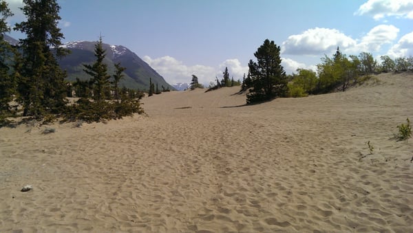 Carcross Desert by null