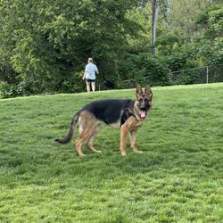 Fort Walla Walla Dog Park