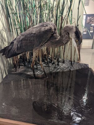 Santa Cruz Museum of Natural History by null