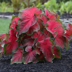 Caladium Bulbs 4 Less - Dragonheart
