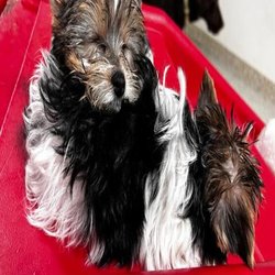 F Street Hound