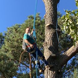 Pete’s Tree Service