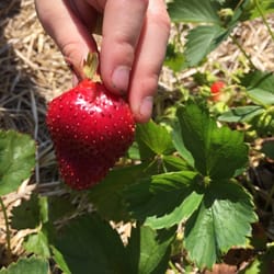 Johnson's Berry Patch