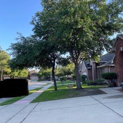 Crystal Tree Service - Before picture