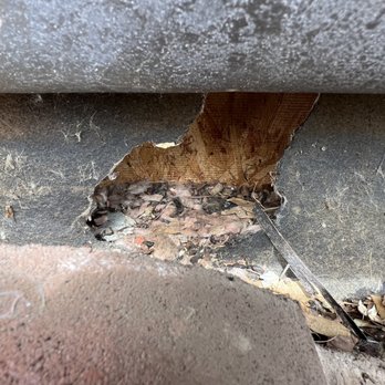 Rat & Mice Control - Pest Control Near Me Rat & Mice Control - Pest Control Near Me
