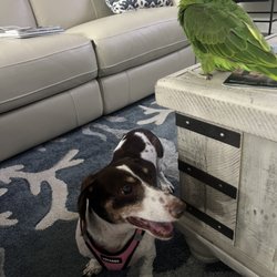 Westlake Animal Inn Pet Resort & Grooming