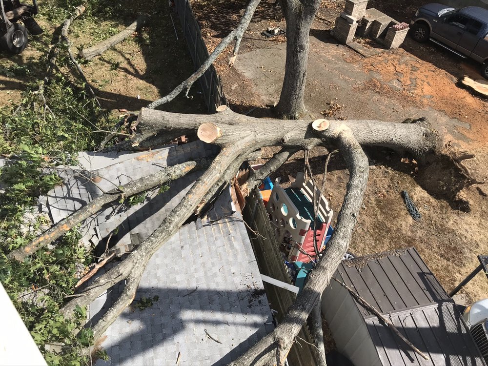 Elmer’s Tree Service - tree service in Providence, RI