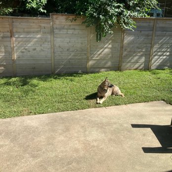 Alvarez Lawn Cares - Dogs get to enjoy the sod now - Landscaping Near Me