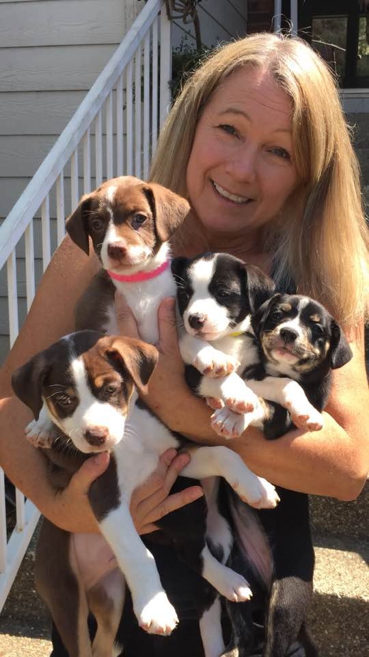 PAWSITIVE PETS Updated October 2024 El Dorado Hills, California