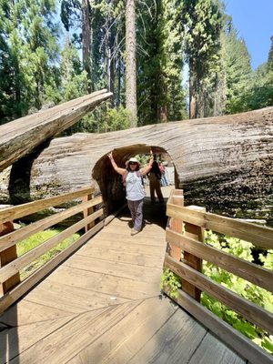 Sequoia National Forest by null