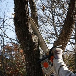 Lakes Tree Service - untitled