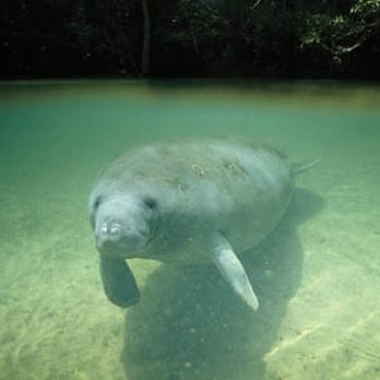 Weeki Fresh Water Adventures - Manatee! - Boating Near Me - Spring Hill, Florida Weeki Fresh Water Adventures - Manatee! - Boating Near Me - Spring Hill, Florida