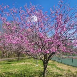 Challenge Grove Park - Eastern Redbud tree in bloom
