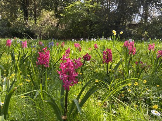 Parc Bagatelle - la Roseraie by null