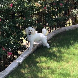 Contemporary Canine Grooming - CoCo