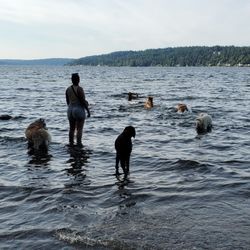 Magnuson Park Off-Leash Area - Plenty of space for the dogs to swim and play