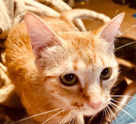 Animal Defense League Of Texas