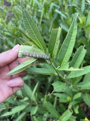 Discovery Green by null