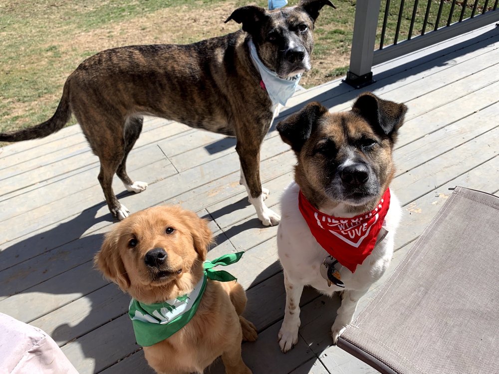 LEO’S PET CARE Updated July 2024 21 Photos & 61 Reviews 10598 N