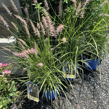 Wharton's Garden Center - Ornamental grass - Nurseries & Gardening Near Me - Rehoboth Beach, Delaware Wharton's Garden Center - Ornamental grass - Nurseries & Gardening Near Me - Rehoboth Beach, Delaware