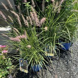 Wharton's Garden Center - Ornamental grass