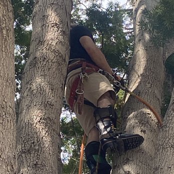 Jorge Salinas Tree Service - Half way there. - Tree Services Near Me - Ventura, California