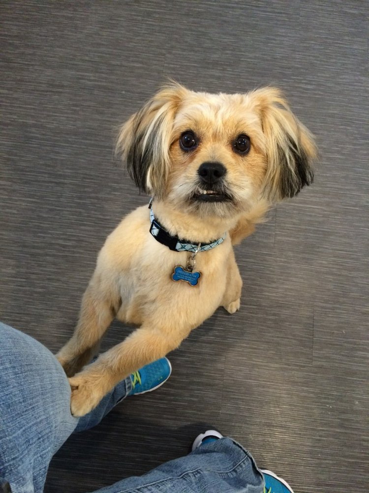 FRICKERS FURRY FRIENDS Updated October 2024 30 Arvida Avenue