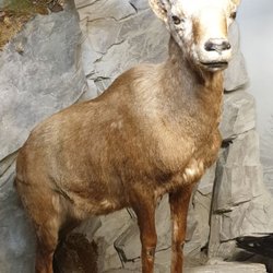 Naturmuseum - Steinbock (Präparat)