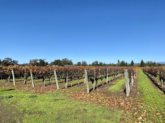 Hanna Winery by null