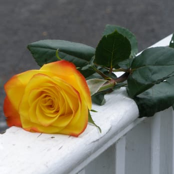 Loyalist Flowers - Ecuadorian roses- stunning large blooms that last and last... - Florists Near Me - Amherstview, Ontario Loyalist Flowers - Ecuadorian roses- stunning large blooms that last and last... - Florists Near Me - Amherstview, Ontario