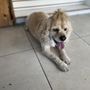 Photo of Groomingdales