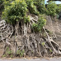 The Witch's Wall