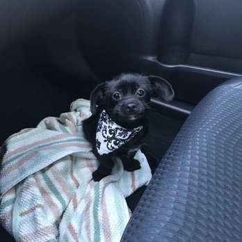 The PawPlex - Pet Sitting Near Me - Suwanee, Georgia