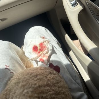 Dee-O-Gee - Blood everywhere - Pet Groomers Near Me - Franklin, Tennessee