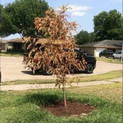 Newton Nurseries - Houston