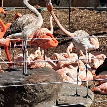 Denver Zoo - Flamingo - Zoos Near Me - Denver, Colorado