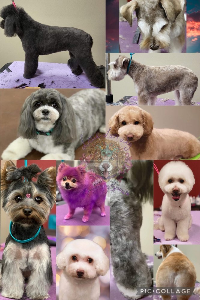 LITTLE LION DOG GROOMING SPAW 2961 Stonewood Ct, Yakima, Washington