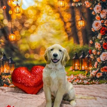 Canis Mountain Dog Training - Pet Services Near Me - Avon, Connecticut