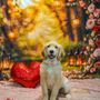 Photo of Canis Mountain Dog Training
