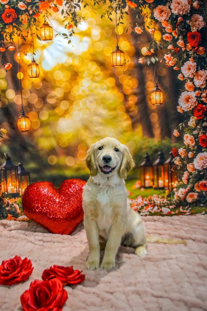 Canis Mountain Dog Training - pet boarding facility in Avon, CT