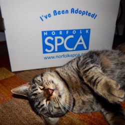 Norfolk SPCA - Our kitty Luray =)