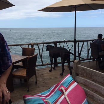 Ocean Grill - The dog - Steakhouses Near Me - Puerto Vallarta, JAL Ocean Grill - The dog - Steakhouses Near Me - Puerto Vallarta, JAL