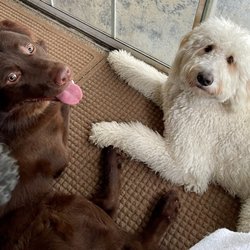 Steph's Happy Dogs - New friends