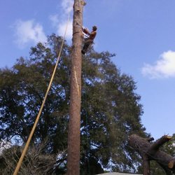 Central Florida Tree Service - Removeing large dead pine