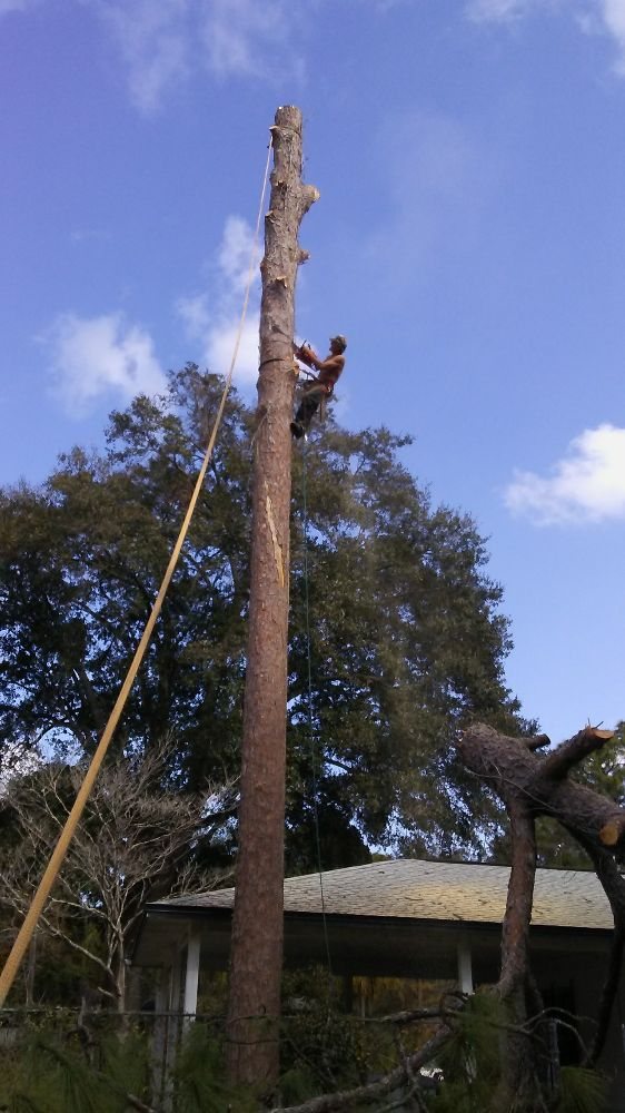 Central Florida Tree Service - tree service in Orlando, FL