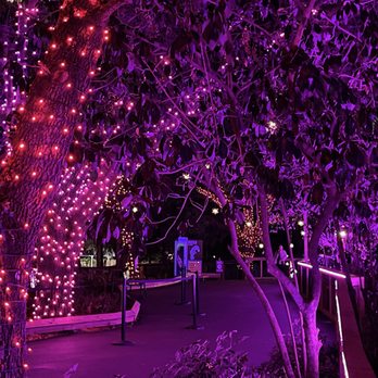 Christmas In The Wild - Over by the flamingos-love these colors - Festivals Near Me - Tampa, Florida Christmas In The Wild - Over by the flamingos-love these colors - Festivals Near Me - Tampa, Florida