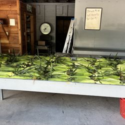 CORN!!!!
