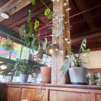 Virginia Inn - Plants plants everywhere - Bars Near Me - Seattle, Washington Virginia Inn - Plants plants everywhere - Bars Near Me - Seattle, Washington