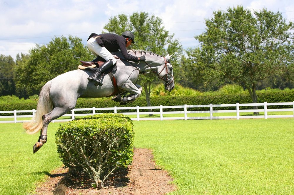 DEL LAGO SPORTHORSES Updated September 2024 Jupiter, Florida Horseback Riding Phone